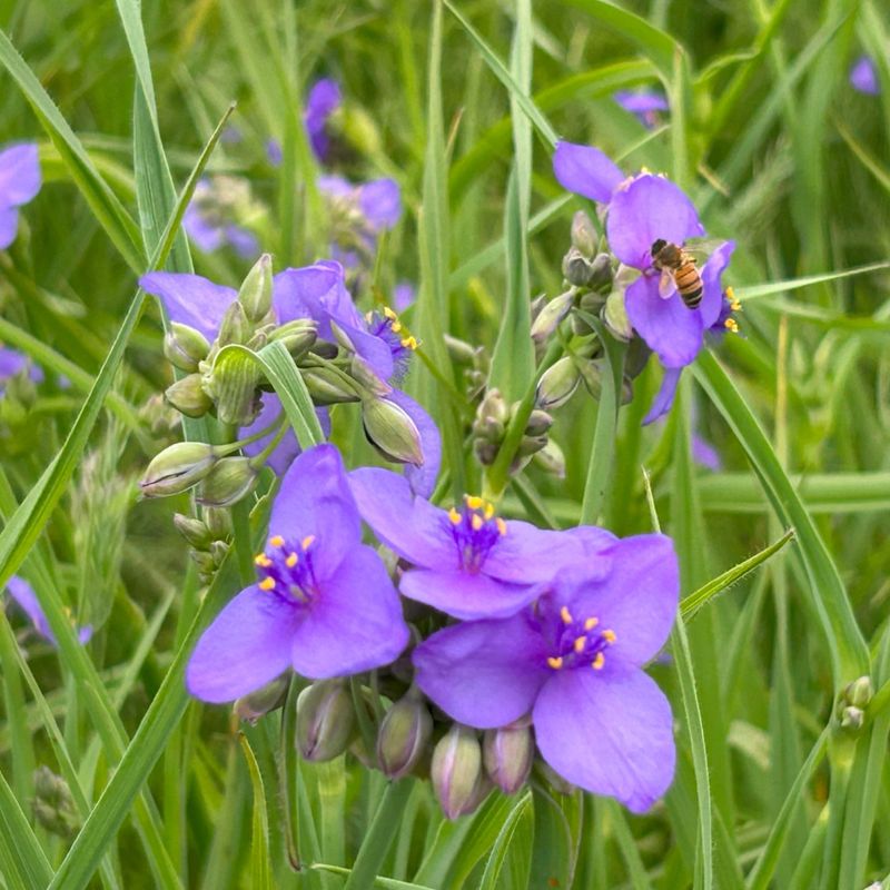 Spiderwort (Tradescantia Ohiensis)