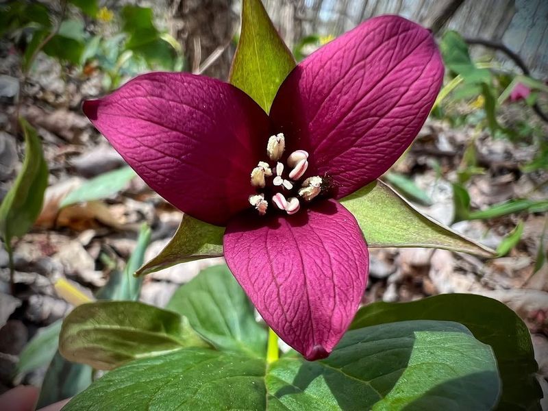 Red Trillium (Trillium erectum)