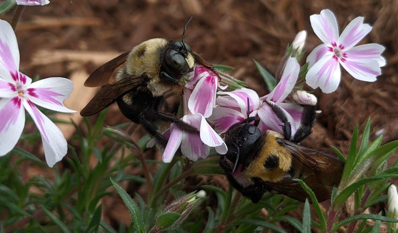 Phlox Subulata Supports Butterflies And Small Spring Bees