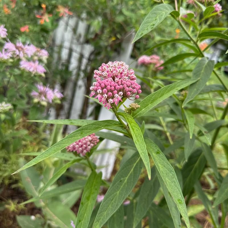 Common Milkweed Comes Back And Supports Wildlife