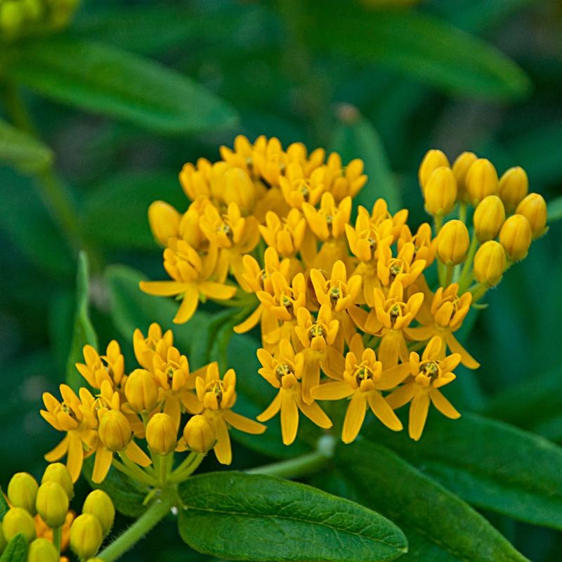Butterfly Weed Powers Pollinator Life