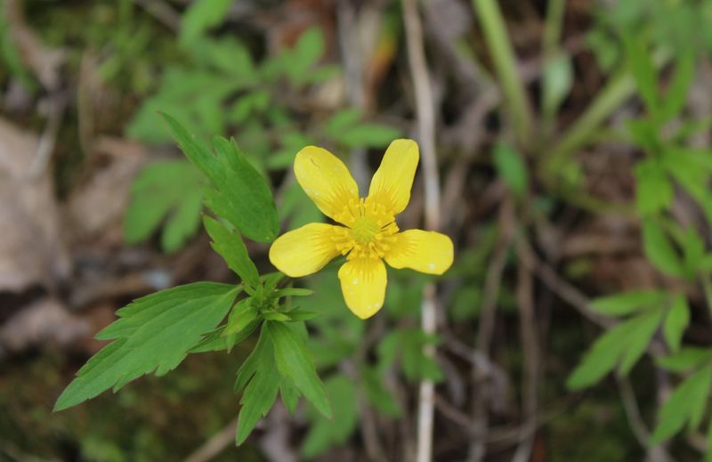 Hispid Buttercup Pops With Cheerful Yellow