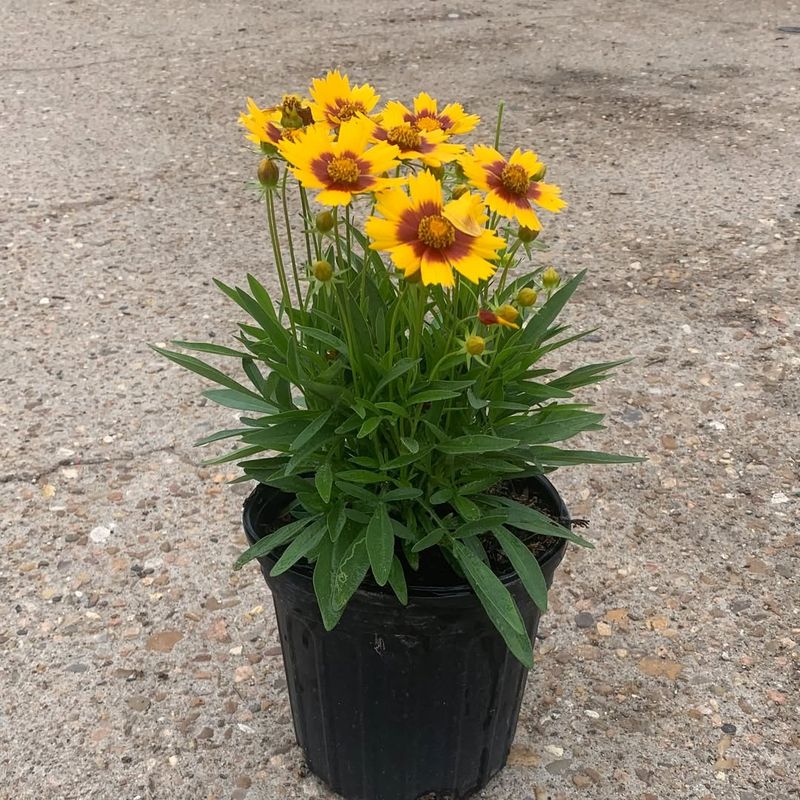 Coreopsis Keeps Bright Color Going