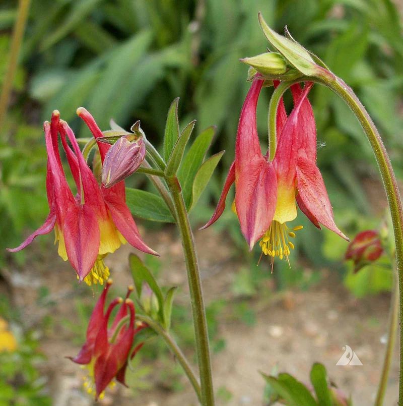 Columbine Draws Hummingbirds With Bright Flowers