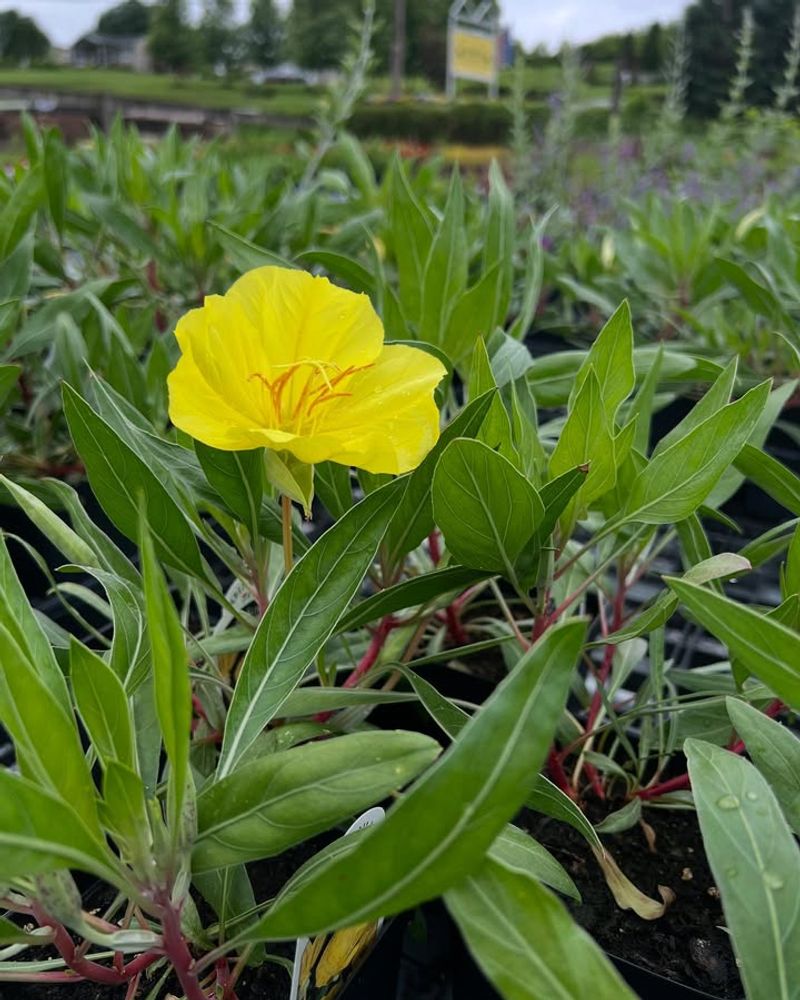 Evening Primrose Lights Up Beds With Sunny Flowers