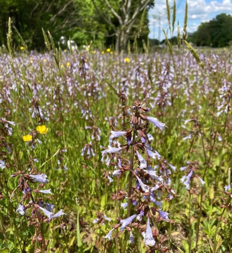 Lyreleaf Sage Takes Off Before The Heat Hits