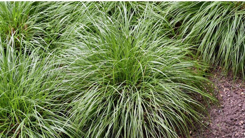 Pennsylvania Sedge Creates A Soft Natural Ground Layer