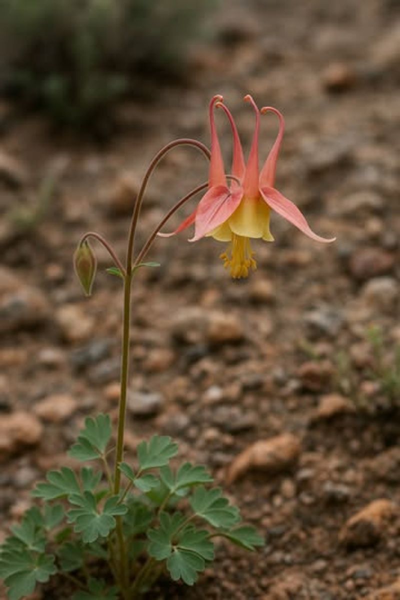 Eastern Columbine Pushes Fresh Foliage While Winter Still Lingers