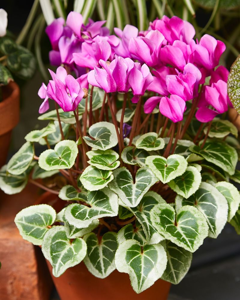 Cyclamen Coum That Brightens Late Winter With Low-Growing Color