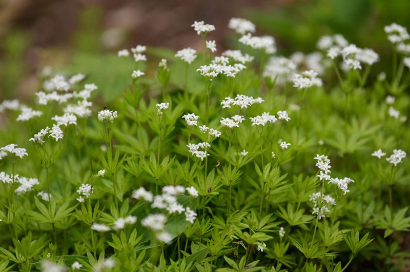 Sweet Woodruff 