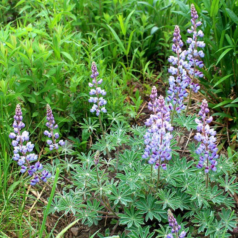 Wild Lupine (Lupinus Perennis)