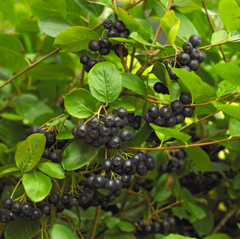 Chokeberry Fuels Birds After Winter