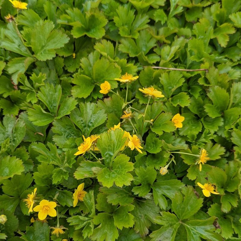 Barren Strawberry Thrives Where Other Plants Struggle