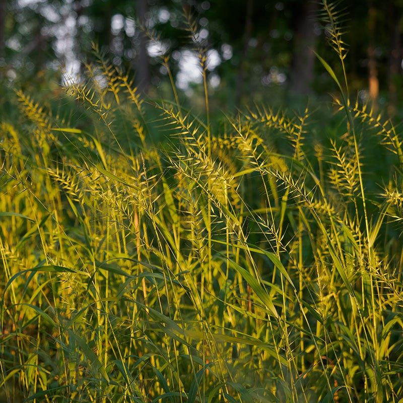 Bottlebrush Grass Adds Texture In Deep Shade