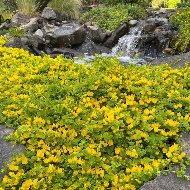 Creeping Jenny (Lysimachia Nummularia)