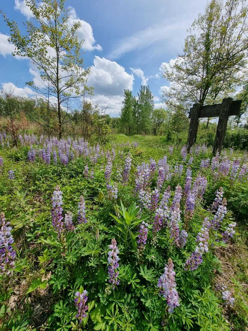 Oak Openings Preserve Explodes With Rare Prairie Blooms