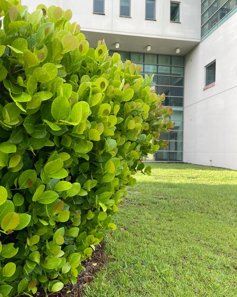 How To Plant Cocoplum For A Thick Healthy Hedge