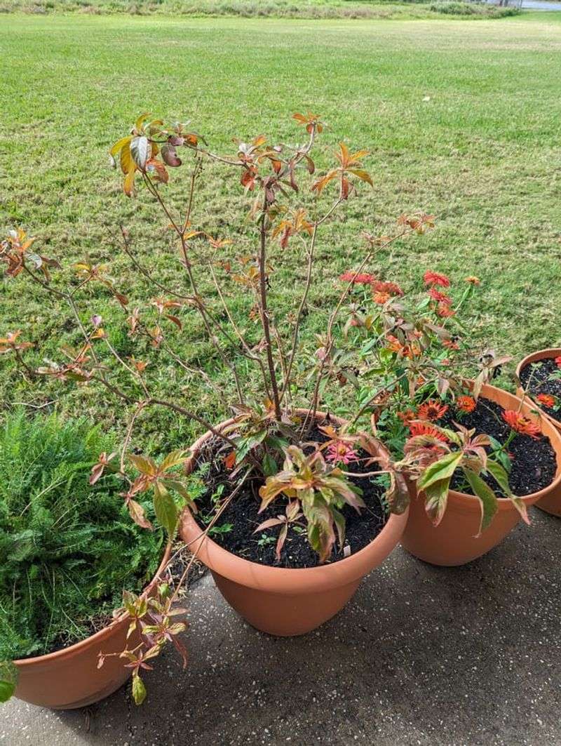 Know What Freeze Really Does To Firebush