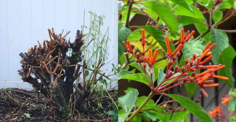 pruned firebush and in bloom