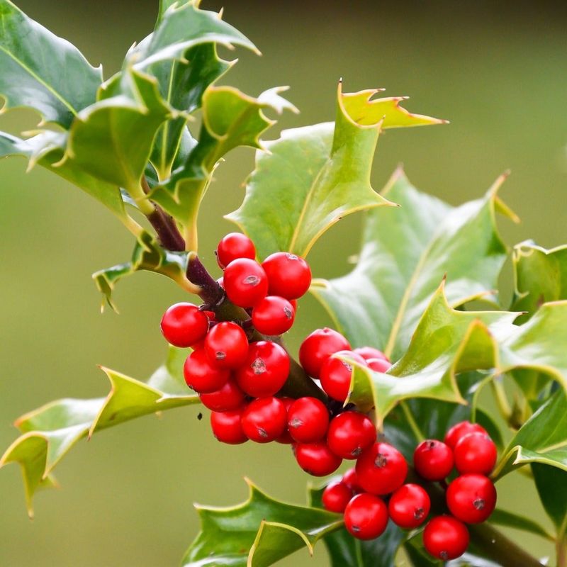 American Holly (Ilex Opaca)