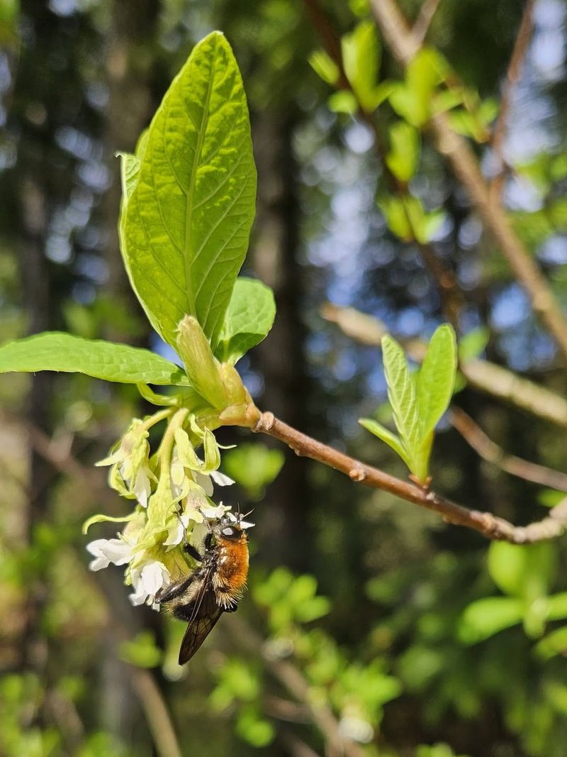 Indian Plum / Osoberry (Oemleria cerasiformis)