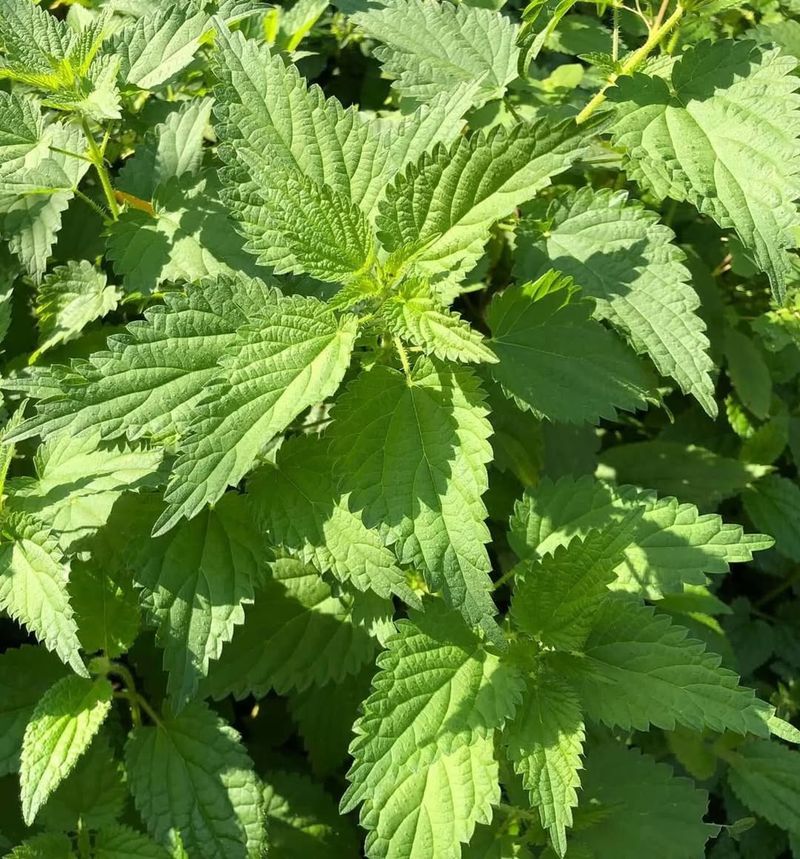 Stinging Nettle (Urtica dioica)