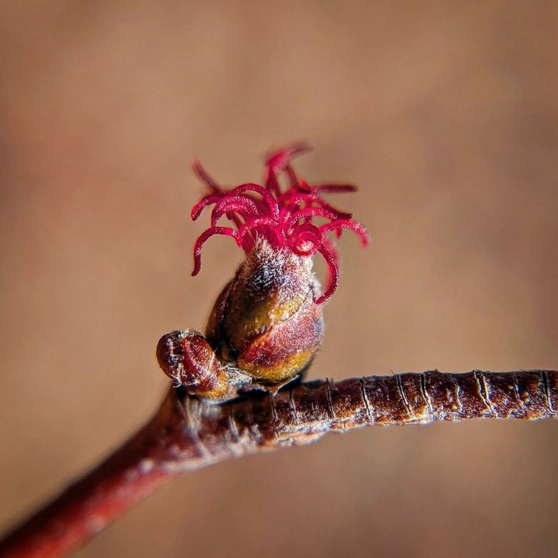 Hazelnut / Filbert (Corylus cornuta)