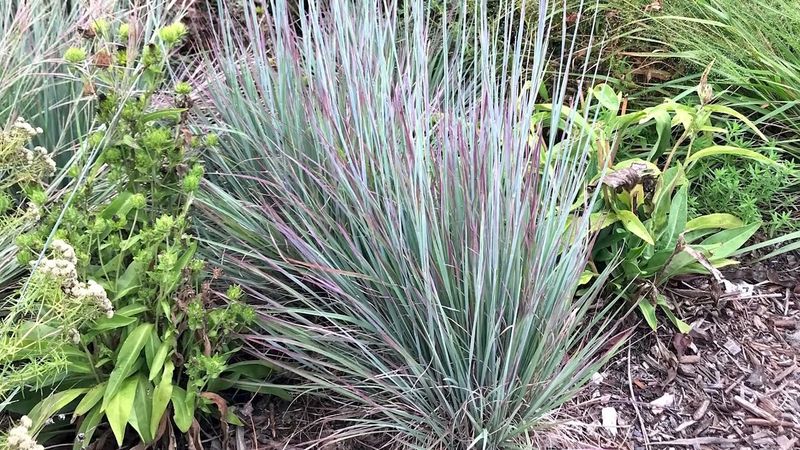 Little Bluestem Grass Supports Skipper Butterflies