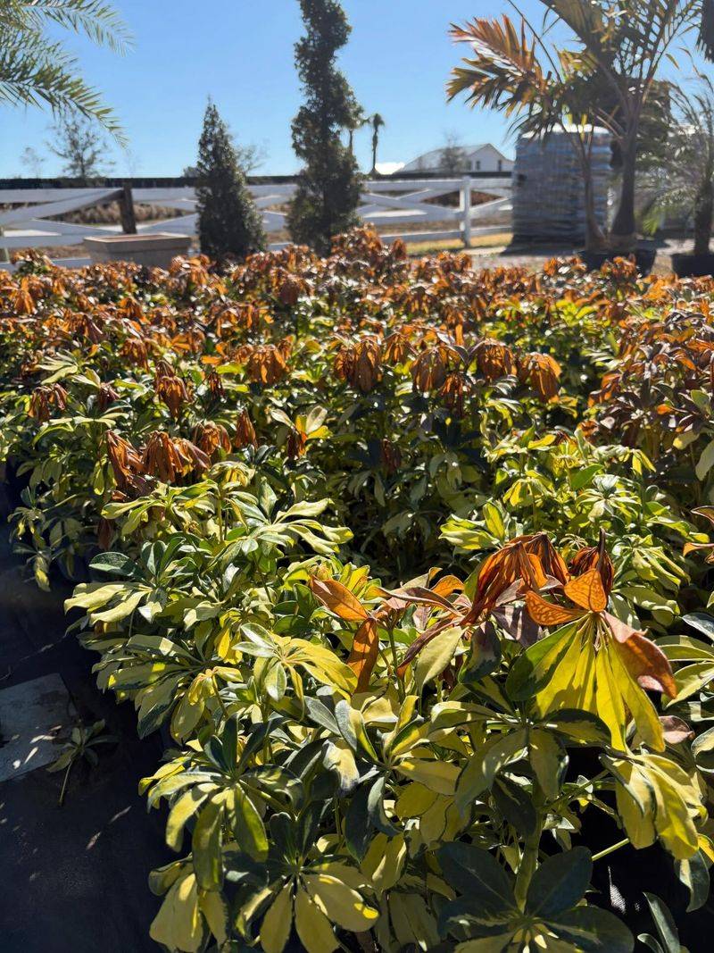Healthy Established Plants Recover Better From Freeze Stress