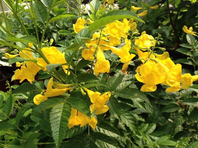 Esperanza / Yellow Bells (Tecoma Stans)