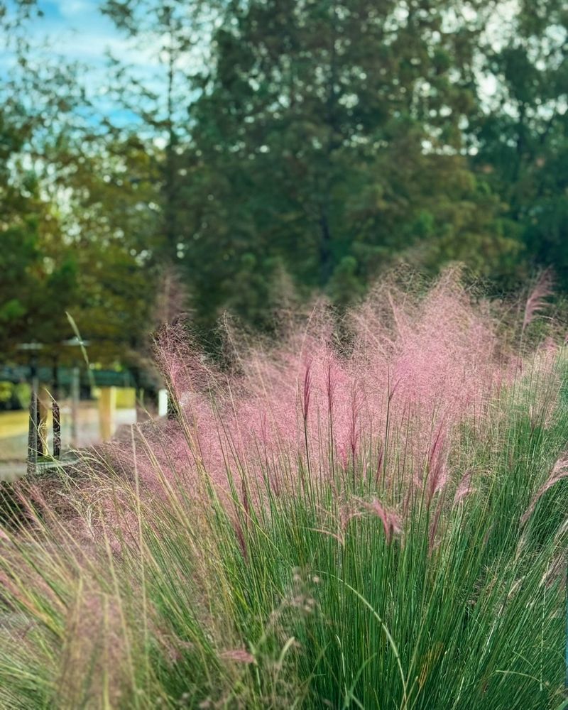 Gulf Coast Muhly
