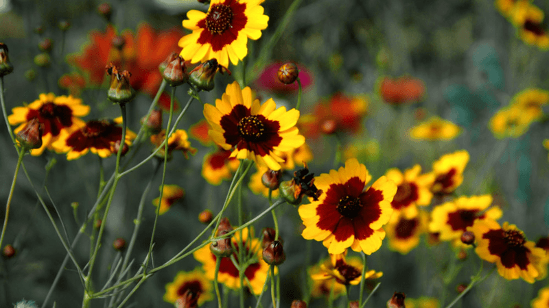 Coreopsis (Coreopsis tinctoria)