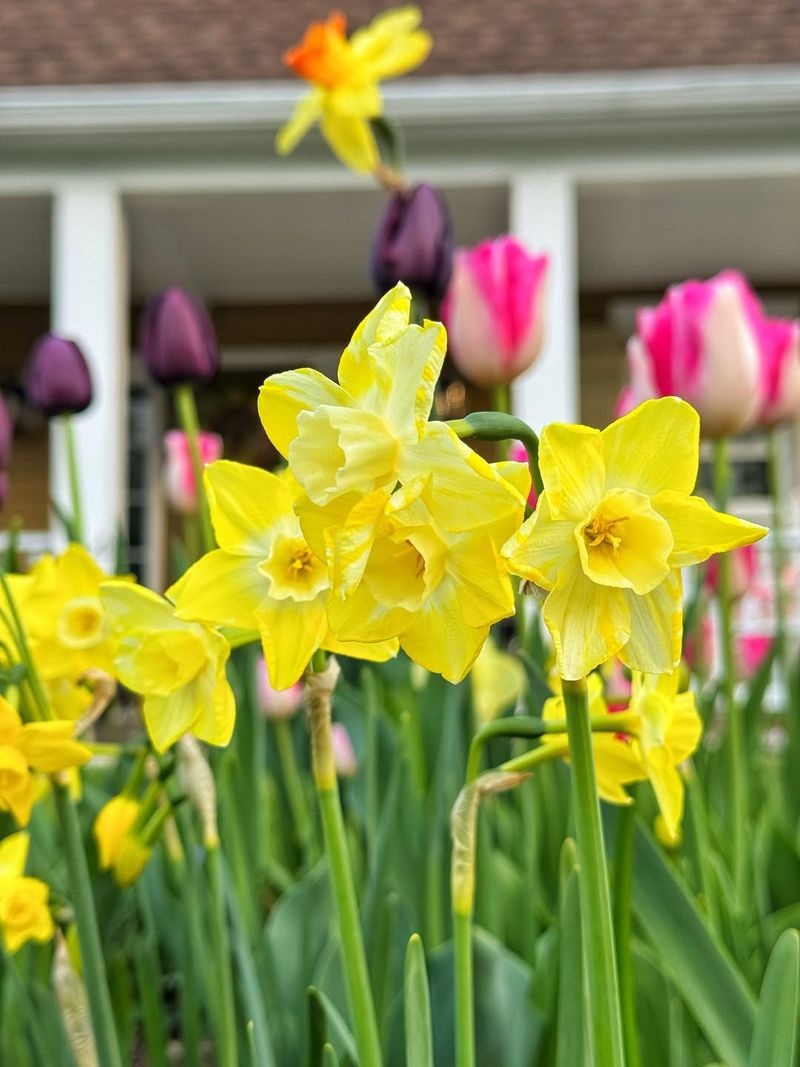 Early Daffodils Brighten The Garden With Scent