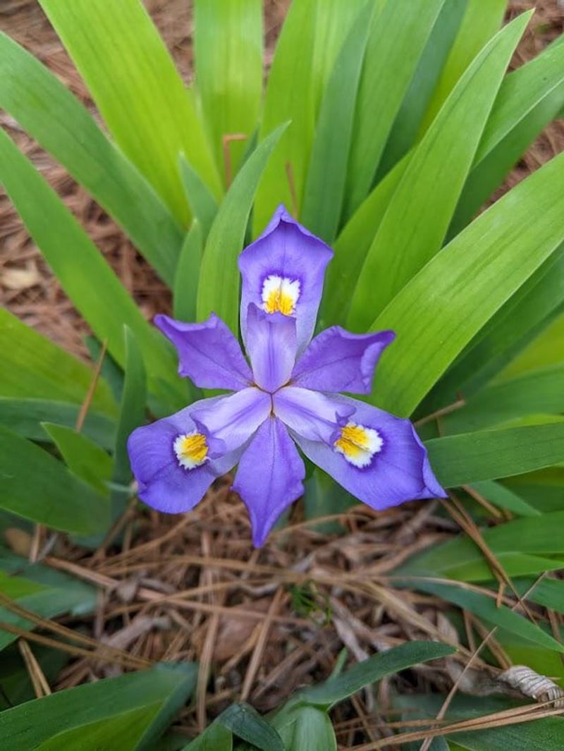Dwarf Iris Appears While Most Gardens Still Sleep