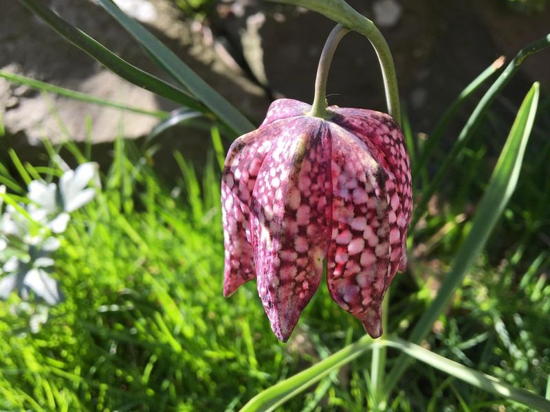 Fritillaria (Snake's Head Fritillary)