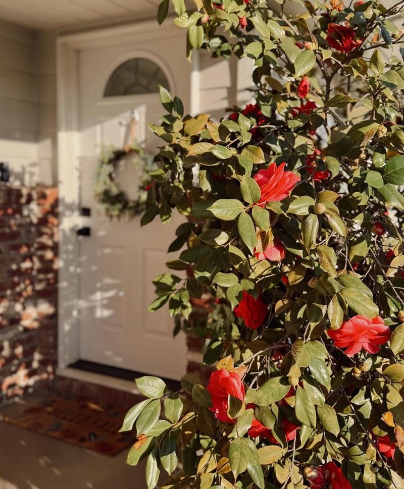 Partial Shade Conditions Suit Camellias Near Front Doors