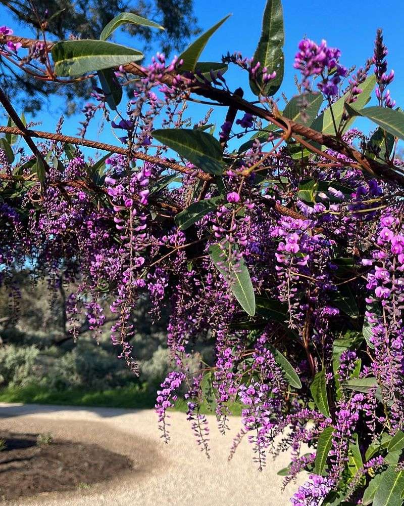 How To Grow It Successfully In Arizona Soil And Sun