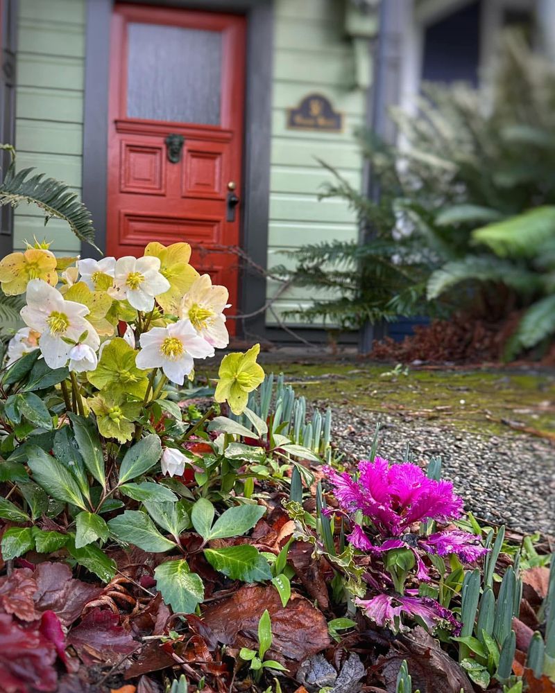 Evergreen Beauty Year-Round