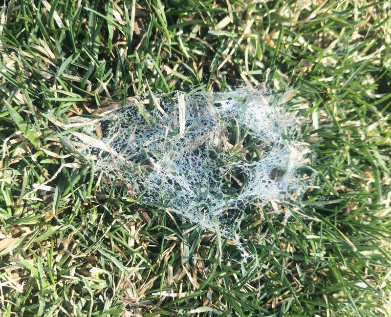Matted, Webbed Grass Points Straight To Snow Mold