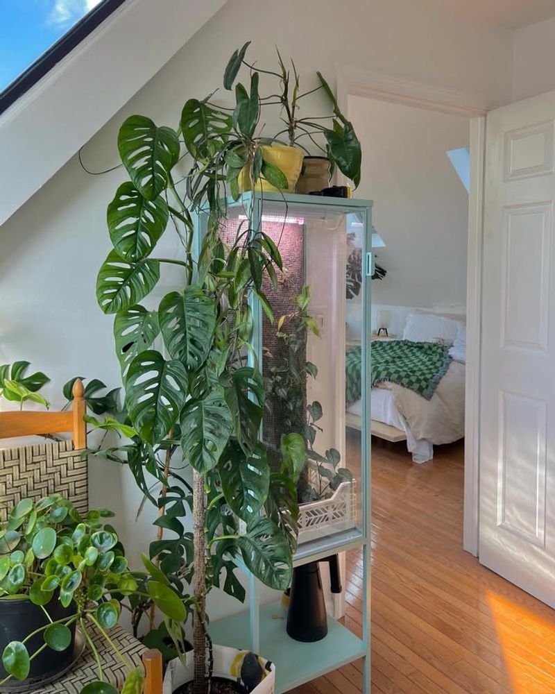 Longer Days Wake Up Indoor Plants