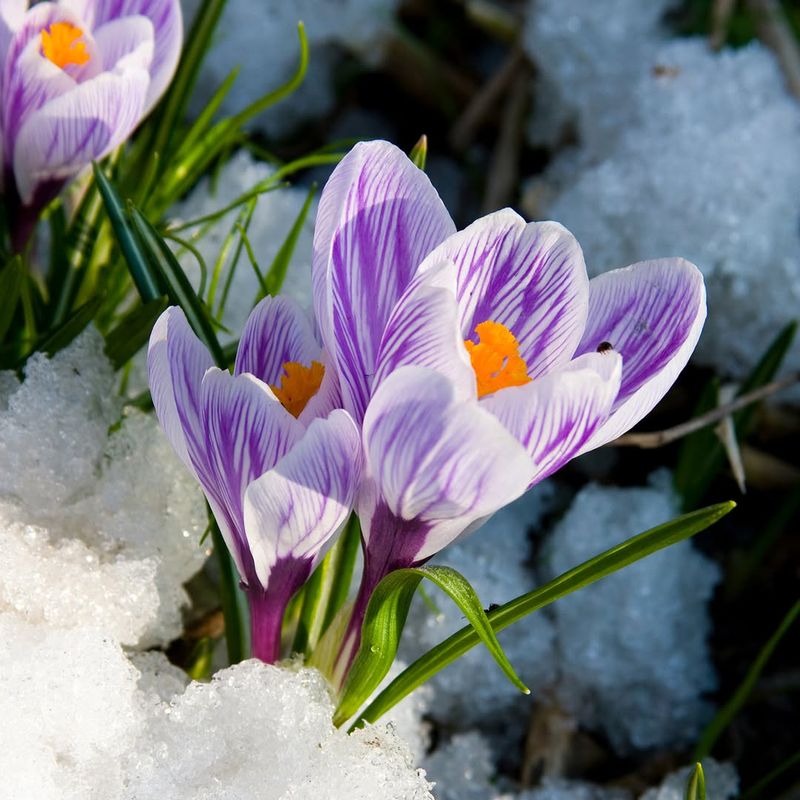 Crocus Signals Spring With Light Fragrance