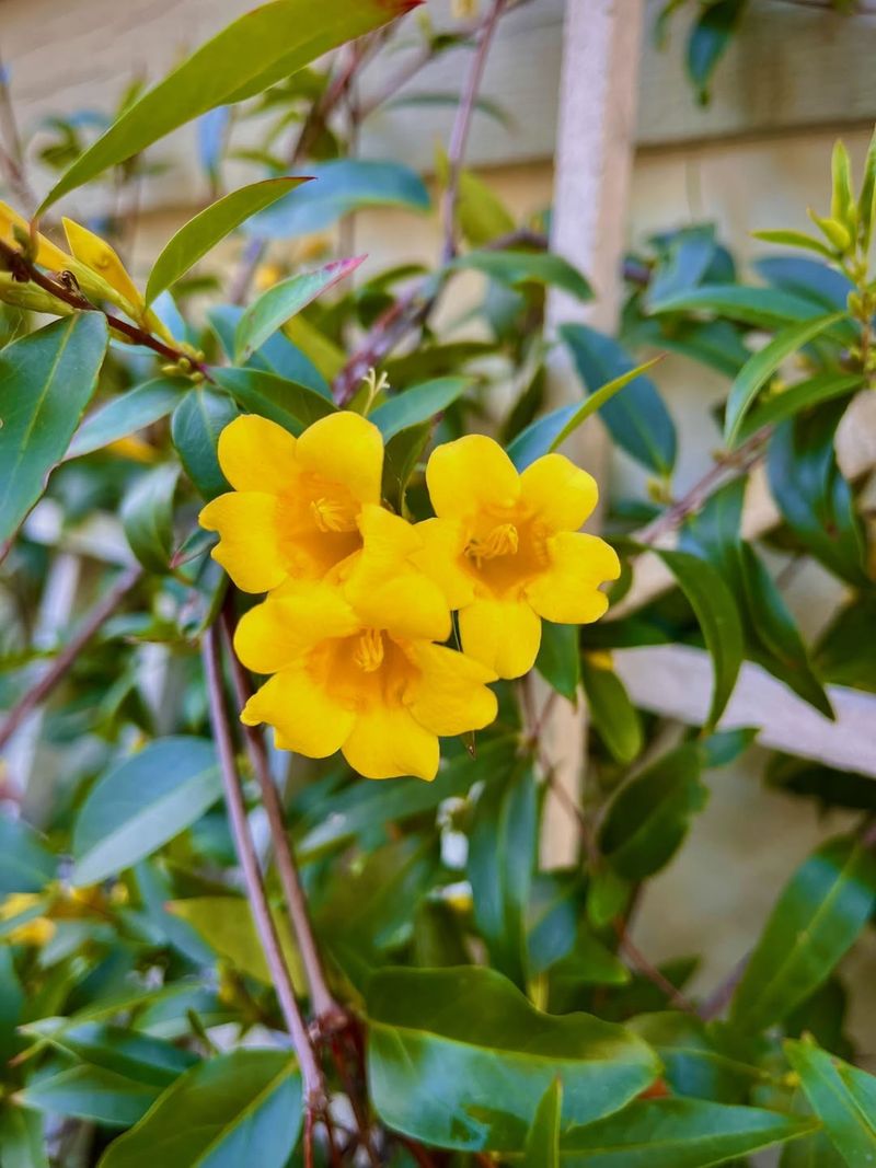 Carolina Jasmine Trails And Twines With Bold Golden Flowers