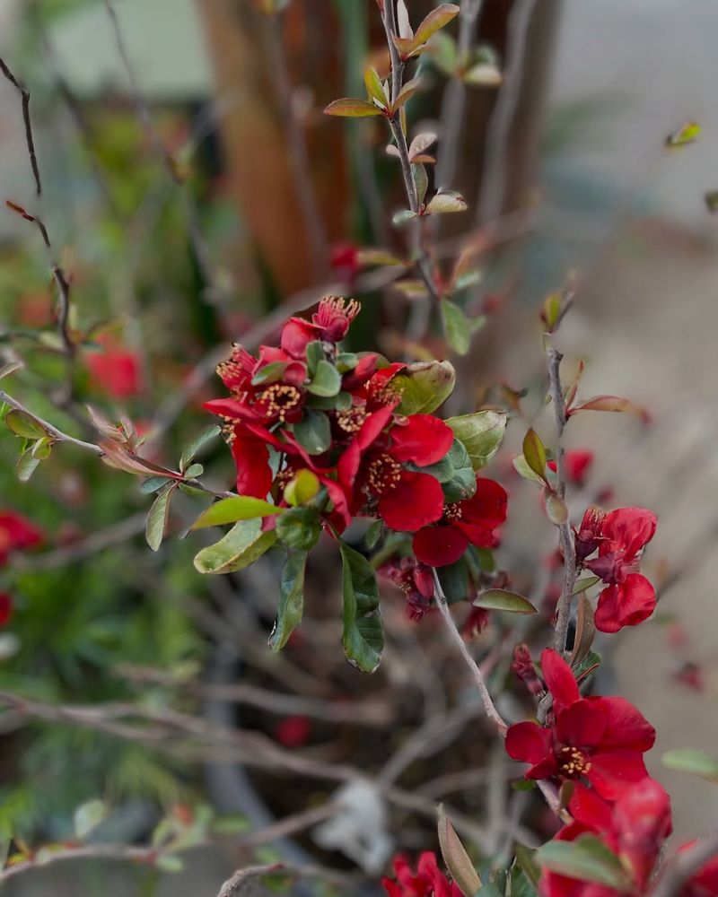 Flowering Quince Adding Bold Color Before Leaf-Out