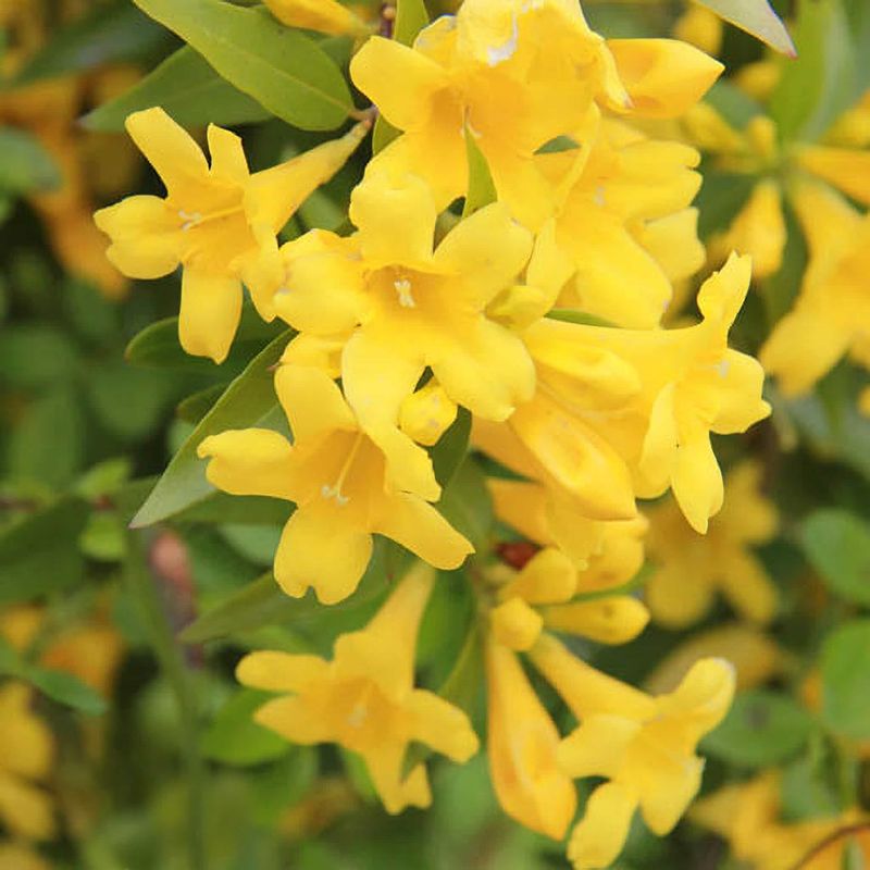 Carolina Jasmine Brings Golden Native Charm