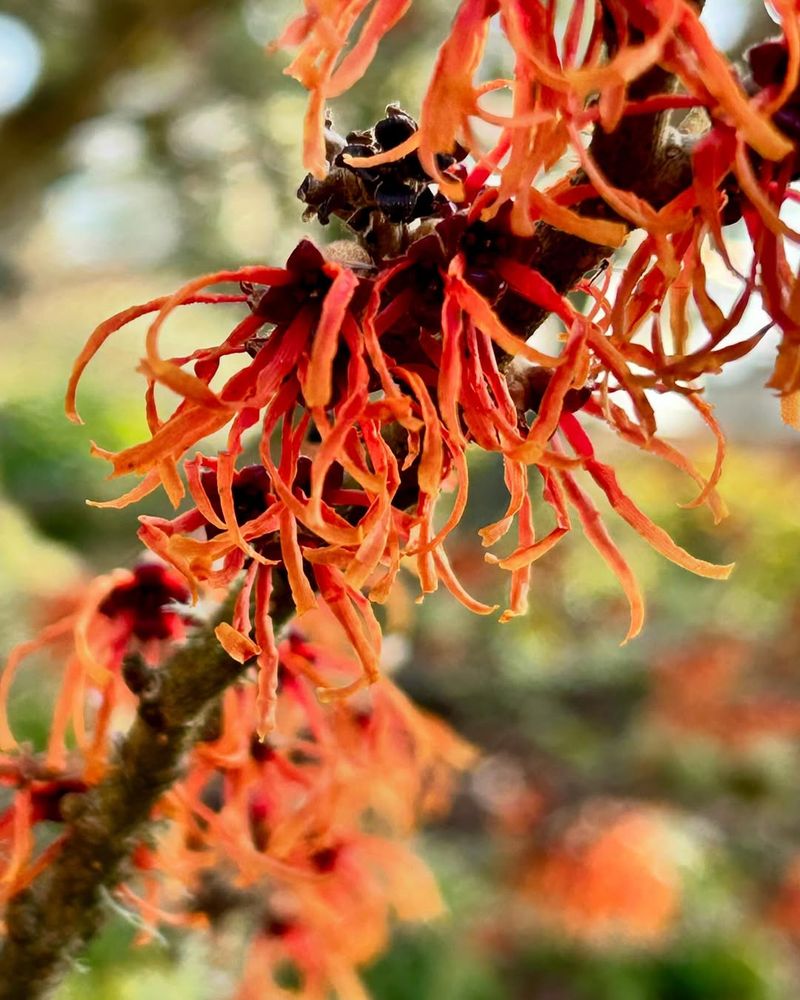 Witch Hazel