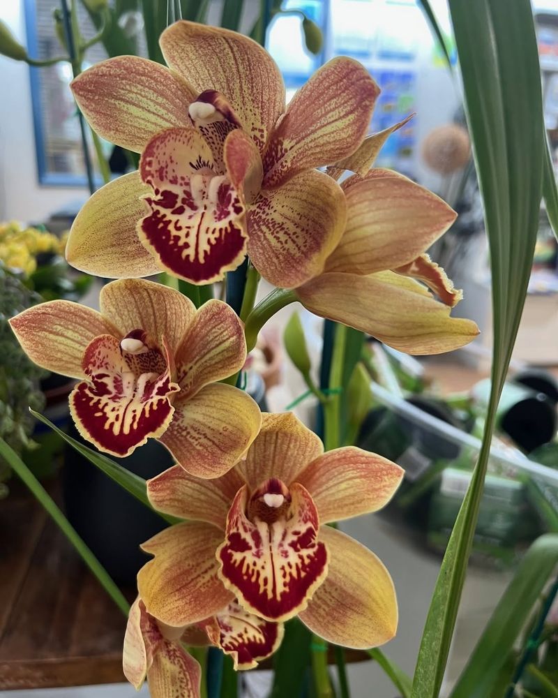 Fertilizing Wrong In Late Winter