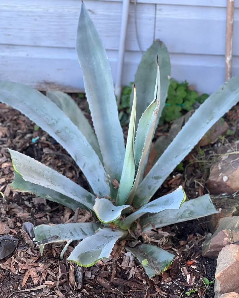 Overwatering Is More Dangerous In Cool Weather Than In Extreme Heat