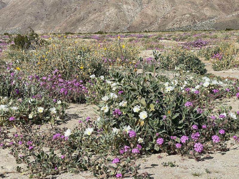 Warm, Dry Weather Could Still Disrupt Bloom Timing