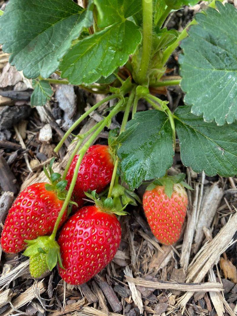 Established Strawberries