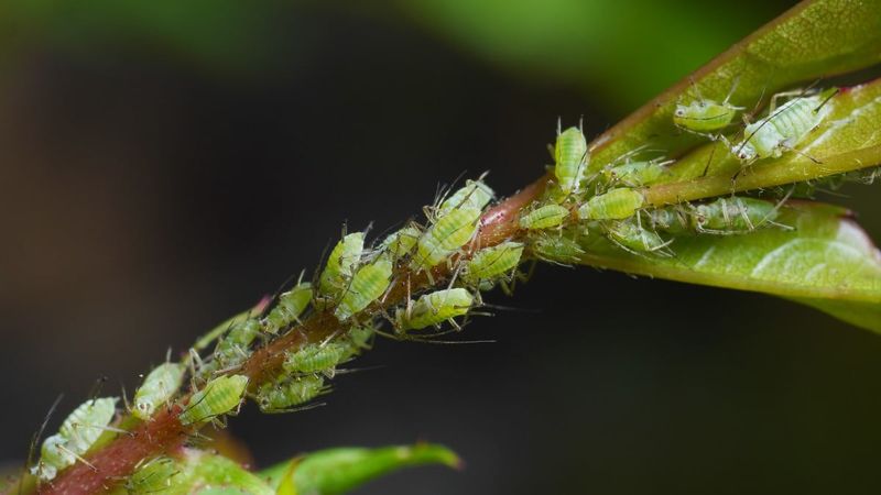 Aphids Are Already Showing Up
